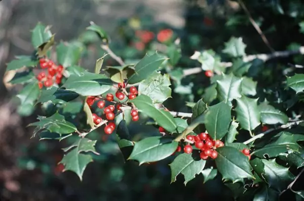 20 Reeve West America Holly Seeds Ilex Opaca Reeve West Fresh Seeds - £10.59 GBP