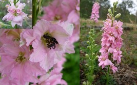 Beautiful Pink Larkspur Flower, Original Package, 30 seeds D - $14.16 CAD