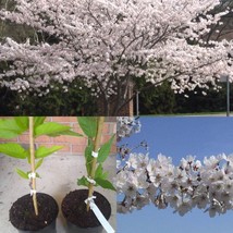 6-12&quot; Tall - 3&quot; Pots 2 Yoshino Flowering Cherry Trees - Live Potted Plants - £63.86 GBP