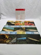 Lot Of (10) 1975 Rencontre Bony Fishes 1 Education Cards - $12.38