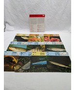 Lot Of (10) 1975 Rencontre Bony Fishes 1 Education Cards - $229.82 MXN