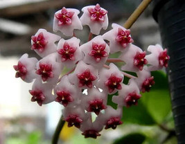 Green Hoya, Potted Plantas, 100 seeds - £9.60 GBP