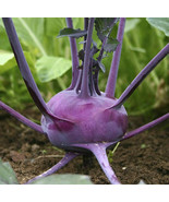 Purple Vienna Kohlrabi German Turnip Stem Cabbage Vegetable Easy To Grow... - $241.10 MXN