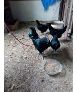 6+ Ayam Cemani Hatching Eggs Show Qaulity - $59.40