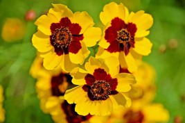 1000 Seeds Dwarf Plains Coreopsis Edible Wildflower Native Tickseed Fres... - $4.98