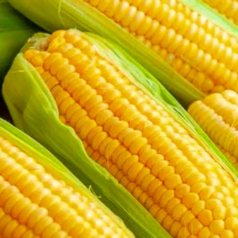 Golden Bantam Corn 25 Seeds for colorfull garden NON GMO - £5.12 GBP