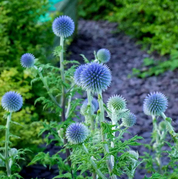 Perennial Wildflower Heavenly Blues Mix 100 Fresh Seeds - £10.30 GBP