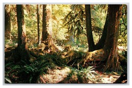 Olympic National Park Rain Forest Washington WA UNP Chrome Postcard P28 - £2.25 GBP