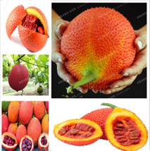 Gac Fruit Momordica Cochinchinensis Spreng/Cochinchin Gourd NonGMO Fruit  - $11.87