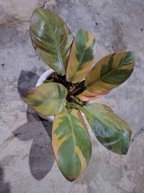 Real Pick Philodendron Black Cardinal Variegated Size Large Free Phytosanitary C - £338.13 GBP