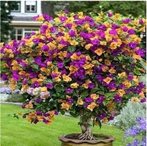 PWO Fresh 100Pcs Orange Purple Bougainvillea Seeds - $8.64