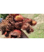 Bixa orellana - Beautiful &quot;Lipstick Tree&quot; 50 seeds - $3.95