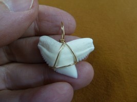(S4-1) 1-1/8&quot; White TIGER SHARK Tooth gold wired pendant sharks necklace - $43.00