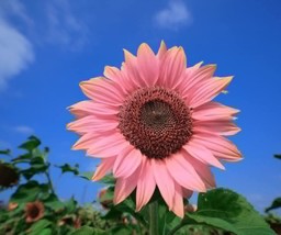50 Pink Sunflower Seeds For Planting Heirloom And Non-Gmo Seeds - Garden - £13.41 GBP