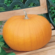 1Oz Pumpkin Seeds Connecticut Field Organic Approx 170 Seeds Garden Fresh USA Sh - £19.27 GBP