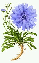 Wild Chicory Wildflower ~ 100 Organic seeds - Free shipping - US seller. - £3.60 GBP