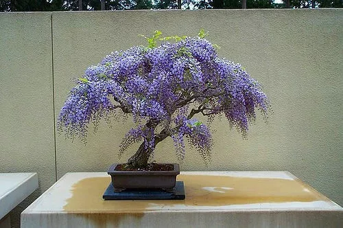 Tree Wisteria Bolusanthus Speciosus 40 Bonsai Seeds - £12.96 GBP