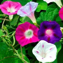 Morning Glory Flower Seeds 50+ Mixed Colors Climber Vine Annual - $8.99