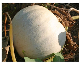 Simple Pack 5 seed Vegetable Pumpkin white casper organic - £6.83 GBP