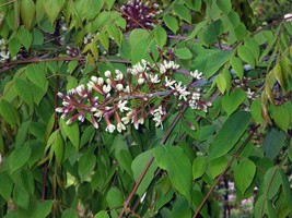 KKG Kentucky Coffee Gymnocladus Dioicus Tree Seeds Hardy Fall Color Fres... - $166.87 MXN