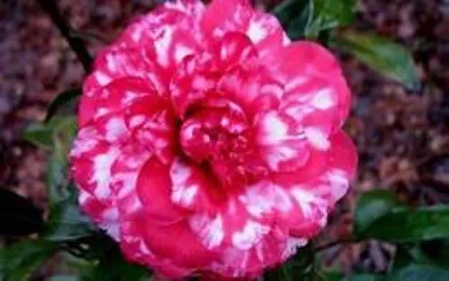 Faith Variegated Bloom Camellia Japonica Live Starter Plant Garden - £37.00 GBP