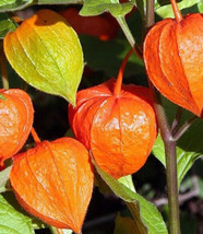 Chinese Lantern Seeds 100+ Franchetti Ornamental Perennial Flower Garden - $168.75 MXN
