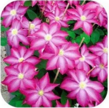 Clematis Clematis Flowers no The Clematis Bulbs 50 Burgundy - $9.88