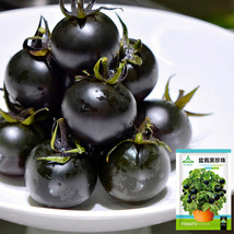 Unique Black Gem: 5 Bags (100 Seeds / Bag) of Dwarf Bonsai Black Pearl Tomatoes* - £10.14 GBP