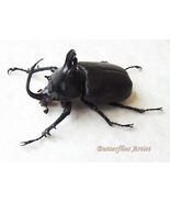 Rabbit Ear Eupatorus Birmanicus RARE Real Beetle Entomology Double Glass... - $1,449.00 MXN
