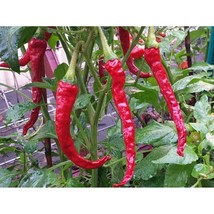 USA Seller Dagger Pod Hot Pepper Seeds Fast Shipping - $12.80