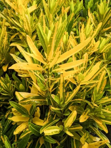 Codiaeum Variegatum Sunny Star Croton Live Plant 7 To 10 Inches Tall New... - $11.08