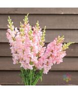 1000 Costa Light Rose II Snapdragon Seeds - $157.68 MXN