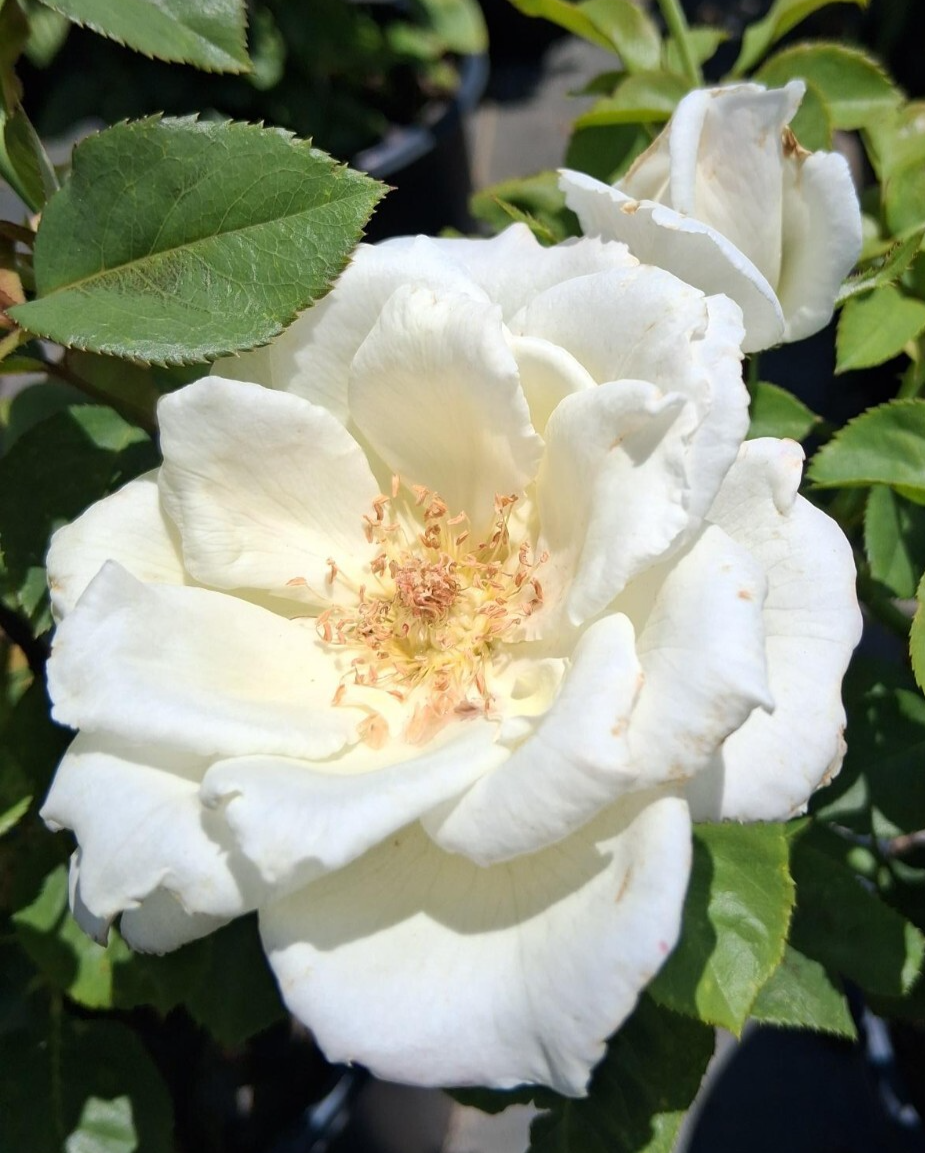 WHITE LIGHTNIN Grandiflora 1 Gal. White Live Bush Plants Shrub Plant Fin... - $33.90