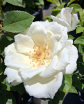 WHITE LIGHTNIN Grandiflora 1 Gal. White Live Bush Plants Shrub Plant Fin... - $33.90