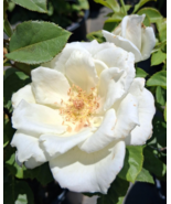 WHITE LIGHTNIN Grandiflora 1 Gal. White Live Bush Plants Shrub Plant Fin... - $635.88 MXN