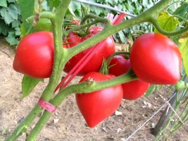 50 Pink Oxheart Tomato Seeds Heirloom Non-Gmo Harvest Fresh Garden - £4.51 GBP