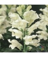 Fresh 1000 Liberty White Snapdragon Seeds for Garden - €9,41 EUR