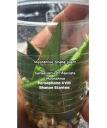 Moonshine snake plant cutting - $4.15 CAD