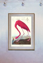 Audubon American Flamingo 15x22 Hand Numbered Ltd. Edition Art Print - £38.70 GBP
