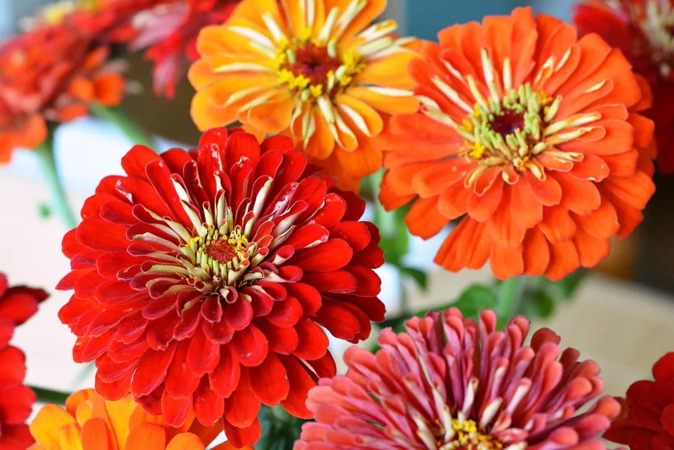 KingStore 50 Dahlia Flowered Zinnia Mix Elegans Mixed Colors Planting Seeds - £7.37 GBP