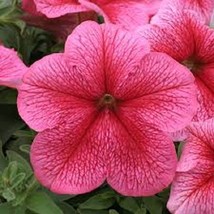 30 Petunia Grandiflora Prism Strawberrysundae Flower Seeds Long Lasting ... - $8.35