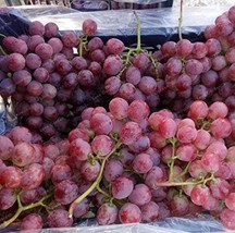 Sweet Red Grape Seeds Advanced Fruit Seed Natural Growth Grape Fresh Garden USA  - $10.67