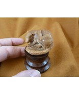 (tb-rat-6) little tan grooming Rat Tagua NUT palm figurine Bali carving ... - $67.33 CAD