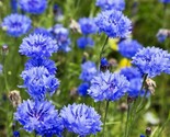 Dwarf Blue Cornflower Seeds 200 Bachelor Button Wildflower Fast Shipping - $8.99