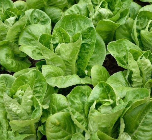 CLK LITTLE GEM LETTUCE SEEDS 500+ butterhead GREEN salad GARDEN - $3.07