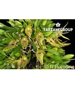 BARBOSELLA AUSTRALIS MINIATURE ORCHID MOUNTED - $47.17