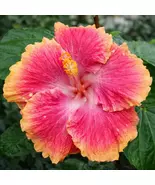 20 White Pink Red Hibiscus Perennial Flowers Seeds - $19.11