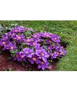 Bijou Clematis Vine Perennial 2.5&quot; Pot Plant - $33.99