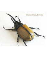 Dynastes Hyllus Moroni XXL - Real Beetle Framed Entomology Double Glass Display - $349.00