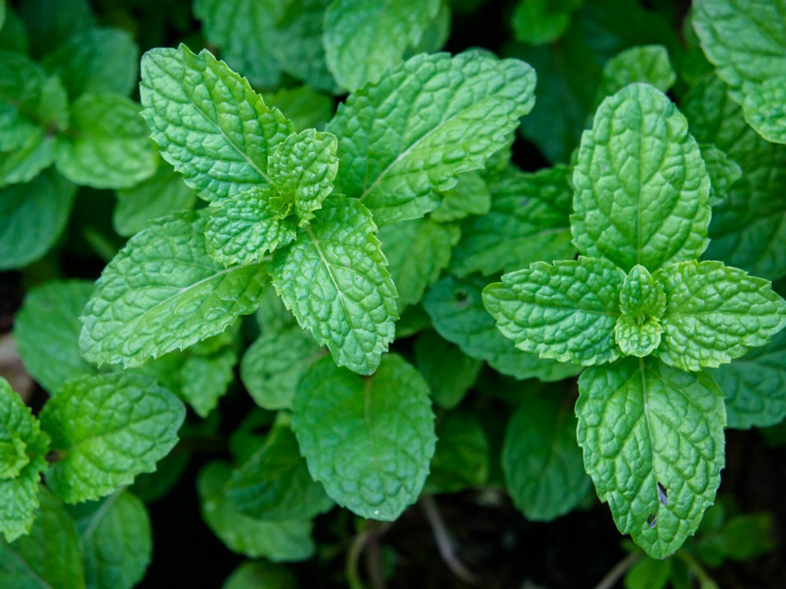 Must-Have 100  Peppermint Seeds(Mentha piperita) Heirloom Perennial Herbal - $3.75